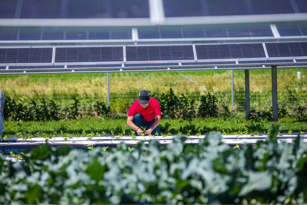 Article: First year of farming at solar power site shows promise, ISU researchers say