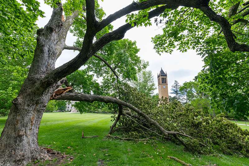 Article: Despite damage, historic maple will remain on campus