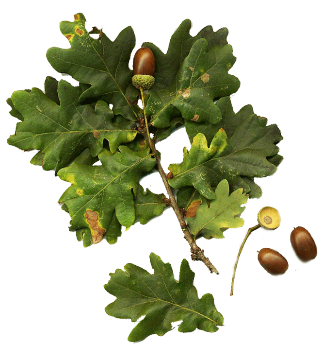 Oak tree leaves and acorns. 